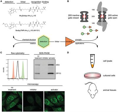 Highlighting the Proteasome: Using Fluorescence to Visualize Proteasome Activity and Distribution